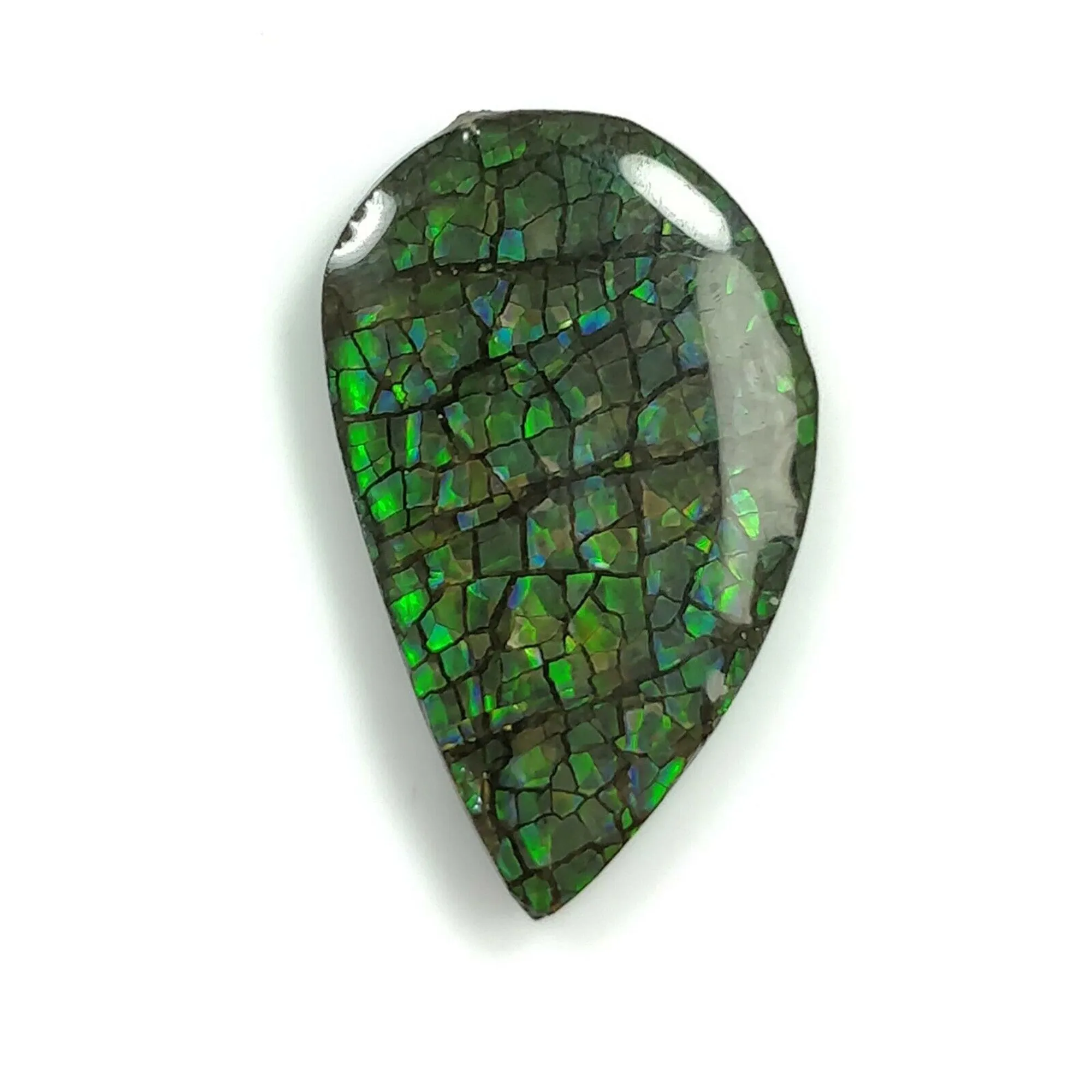 AMMOLITE Gemstone Cabochon : Natural Fossilized Shell Bi-Color Ammolite Uneven Shape Cabochon 23*14mm -  36*16mm 1pc