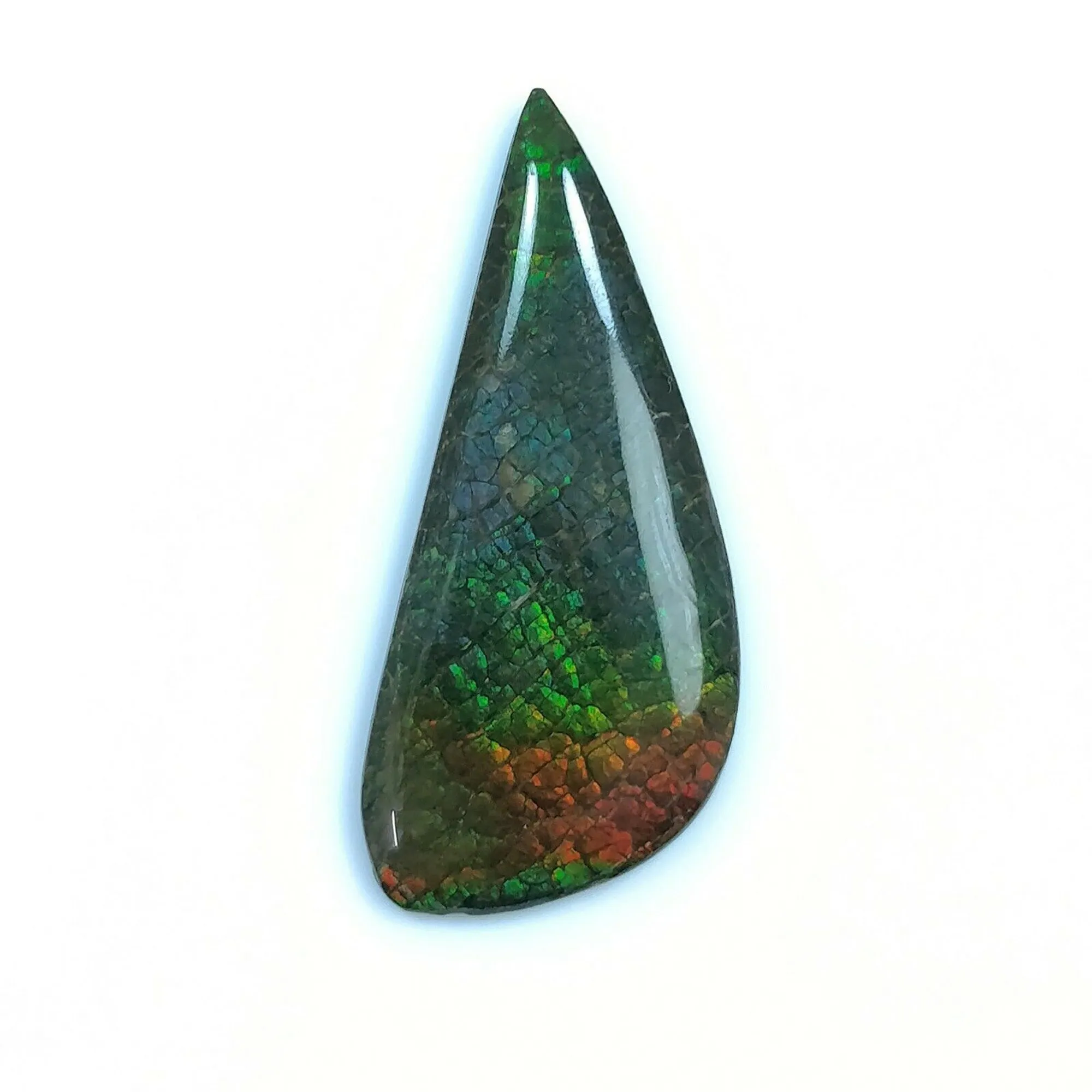 AMMOLITE Gemstone Cabochon : Natural Fossilized Shell Bi-Color Ammolite Uneven Shape Cabochon 23*14mm -  36*16mm 1pc